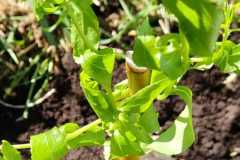 WhatsApp-Image-2026-04