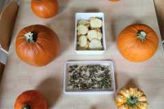 Pszczółki świętują dzień dyni