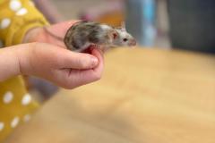 Weterynarz-grupa Żabki