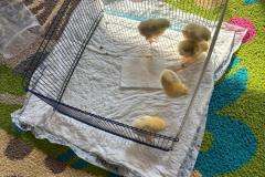 WhatsApp-Image-2026-0