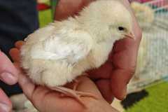 Wizyta Pani weterynarz u motylków